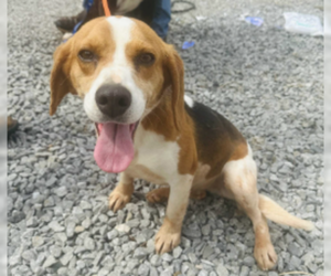 Puggle Dogs for adoption in Westwood, NJ, USA