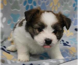 Shih Tzu-Unknown Mix Dogs for adoption in Thief River Falls, MN, USA