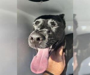 German Shepherd Dog-Unknown Mix Dogs for adoption in Houston, TX, USA