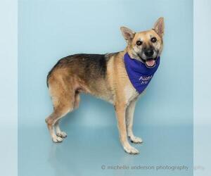 German Shepherd Dog Dogs for adoption in Corona, CA, USA