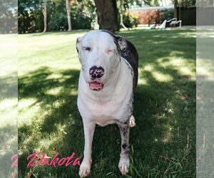 Great Dane Dogs for adoption in Bullard, TX, USA