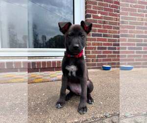 German Shepherd Dog-Unknown Mix Dogs for adoption in Woodbury, NY, USA