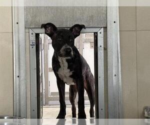 Dutch Shepherd -Unknown Mix Dogs for adoption in Berkeley , CA, USA