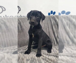 Labrador Retriever Dogs for adoption in Lake City, MI, USA