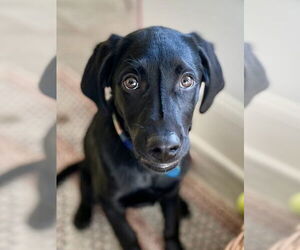 Labrador Retriever-Unknown Mix Dogs for adoption in Bellevue, WA, USA
