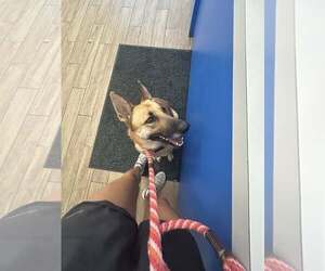 German Shepherd Dog-Unknown Mix Dogs for adoption in Rowlett, TX, USA