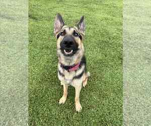 German Shepherd Dog Dogs for adoption in Plantation, FL, USA