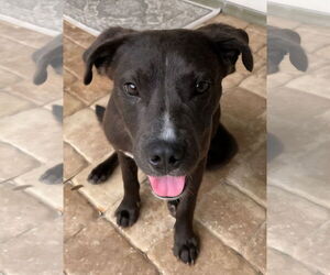 American Pit Bull Terrier-Australian Shepherd Mix Dogs for adoption in Melrose, FL, USA