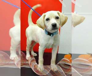 Labralas Dogs for adoption in Attalka, AL, USA