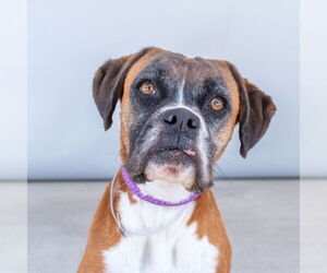 Boxer Dogs for adoption in Pasadena, CA, USA