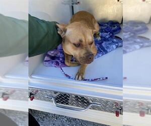 American Pit Bull Terrier-Unknown Mix Dogs for adoption in Sanford, FL, USA