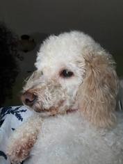 Medium Photo #1 Poodle (Toy) Puppy For Sale in Bowmanville, , USA