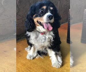 Cavalier King Charles Spaniel Dogs for adoption in  Ramona, CA, USA