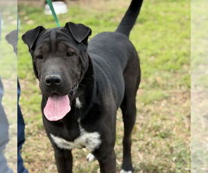 Mutt Dogs for adoption in Oceanside, CA, USA