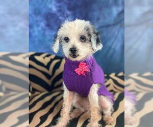 Shih-Poo Dogs for adoption in Garland, TX, USA