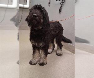 Miniature Bernedoodle Dogs for adoption in Las Vegas, NV, USA