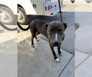 American Pit Bull Terrier Dogs for adoption in Bakersfield, CA, USA