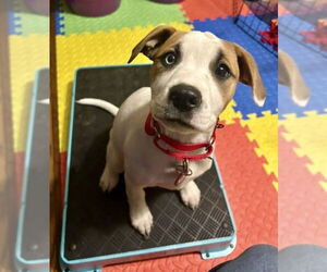 American Pit Bull Terrier-Unknown Mix Dogs for adoption in Wakefield, RI, USA