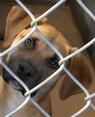 Boxador Dogs for adoption in Salt Lake City, UT, USA