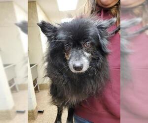 Pomeranian-Unknown Mix Dogs for adoption in Springfield, MA, USA
