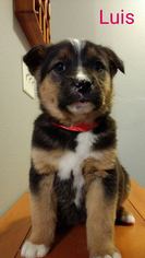 Medium Photo #1 Border Collie-Rottweiler Mix Puppy For Sale in Littleton, CO, USA