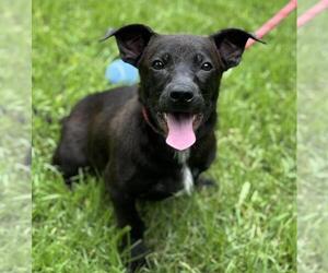 Dachshund-Labrador Retriever Mix Dogs for adoption in Yardley, PA, USA