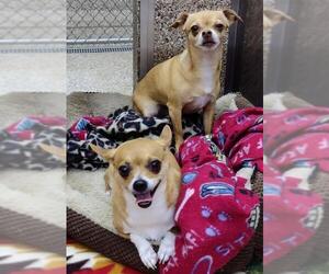 Chihuahua Dogs for adoption in Martinsburg, WV, USA