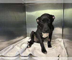 Labrador Retriever-Unknown Mix Dogs for adoption in Grand Prairie, TX, USA