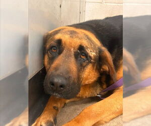 Shepweiller Dogs for adoption in San Bernardino, CA, USA