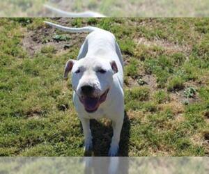 Bullypit Dogs for adoption in Modesto, CA, USA