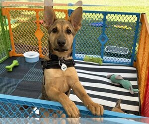 German Shepherd Dog-Unknown Mix Dogs for adoption in West Sacramento, CA, USA
