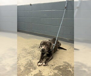 American Staffordshire Terrier-Unknown Mix Dogs for adoption in Tallahassee, FL, USA