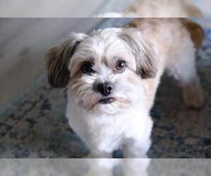 Schweenie Dogs for adoption in San Jose, CA, USA