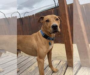 Mutt Dogs for adoption in Incline Village, NV, USA
