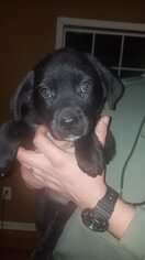 Sheprador Dogs for adoption in Cincinnati, OH, USA