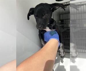 Chihuahua Dogs for adoption in Houston, TX, USA