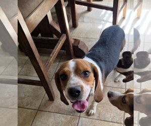 Beagle Dogs for adoption in Las Vegas, NV, USA