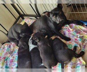 French Bulldog Dogs for adoption in Fremont, CA, USA