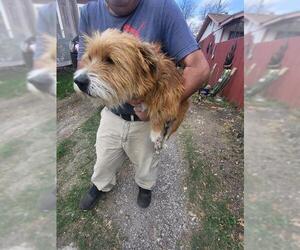 Mutt Dogs for adoption in San Antonio, TX, USA