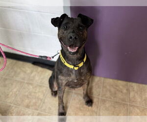 Plott Hound-Unknown Mix Dogs for adoption in Raleigh, NC, USA