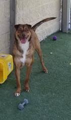 Australian Shepherd-Chinese Shar-Pei Mix Dogs for adoption in Rockwall, TX, USA