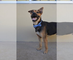 Mutt Dogs for adoption in McKinney, TX, USA