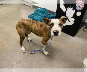 American Pit Bull Terrier-Unknown Mix Dogs for adoption in Berkeley , CA, USA
