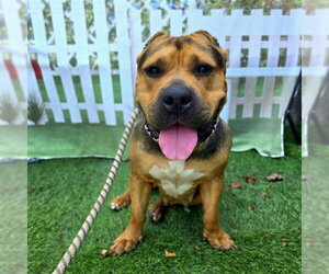 Mutt Dogs for adoption in Long Beach, CA, USA