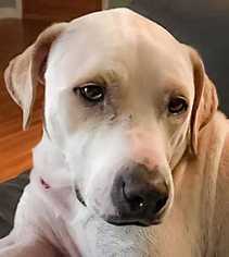 Medium Photo #1 Labrador Retriever-Unknown Mix Puppy For Sale in Boston, MA, USA