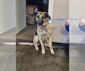 Shepradors Dogs for adoption in Rockwall, TX, USA