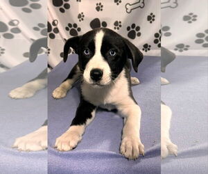 Huskies -Labrador Retriever Mix Dogs for adoption in SHERBURNE, NY, USA