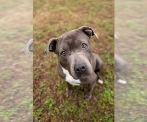 American Staffordshire Terrier Dogs for adoption in Holly Springs, NC, USA