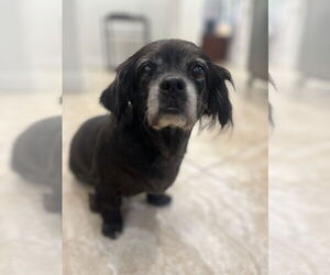 Pekingese-Unknown Mix Dogs for adoption in Hilton Head, SC, USA