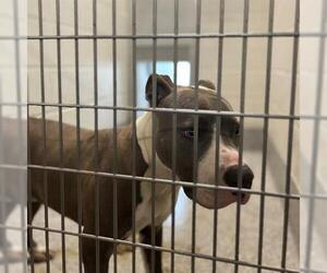 Mutt Dogs for adoption in Houston, TX, USA